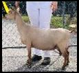 Dam: GCH Winning Streak LJ Madeline 5*M EX90 (1xBIS)