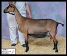 May be an image of text that says 'ADGA 2018 National Show Columbus'
