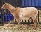 Dam: GCH Winning Streak LJ Madeline 5*M EX90 (1xBIS)