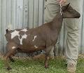 Maternal Half-Sister: SGCH GGG Romabunda Emma 5*M 91 EEEE