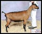 GCH GGG Bobris Dublin