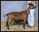 Maternal Half-Sister: SGCH GGG Romabunda Emma 5*M 91 EEEE