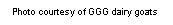Text Box: Photo courtesy of GGG dairy goats 