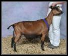 Maternal Half-Sister: SGCH GGG Romabunda Emma 5*M 91 EEEE