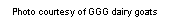 Text Box: Photo courtesy of GGG dairy goats 