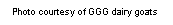 Text Box: Photo courtesy of GGG dairy goats 