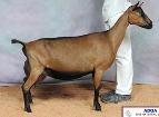 SGCH GGG DublinTweed Hazel 2*M *DNA* 